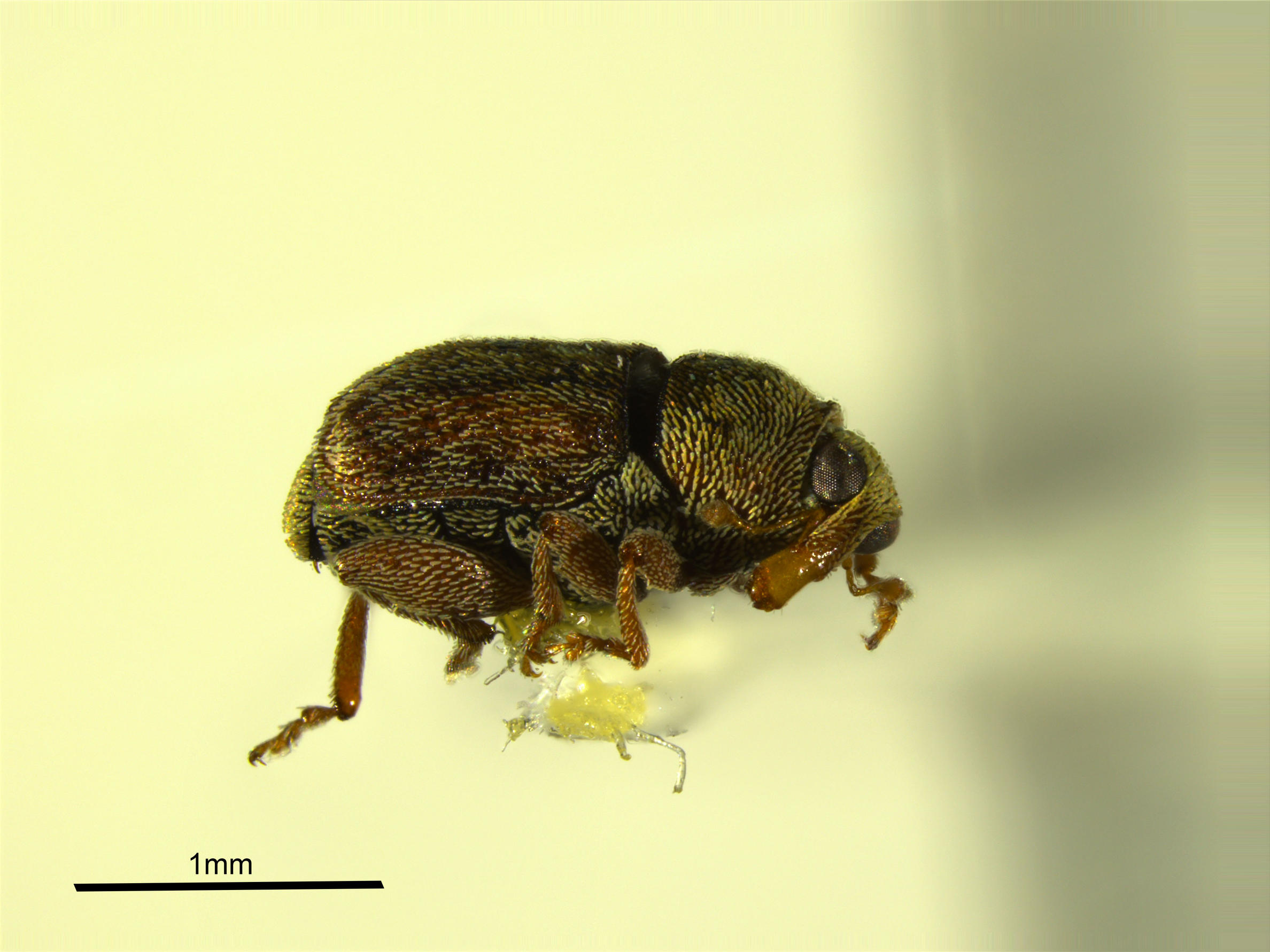 Lateral view of Euscepes postfasciatus. Specimen ICCDRS10569 Photo: ICCDRS Collection.